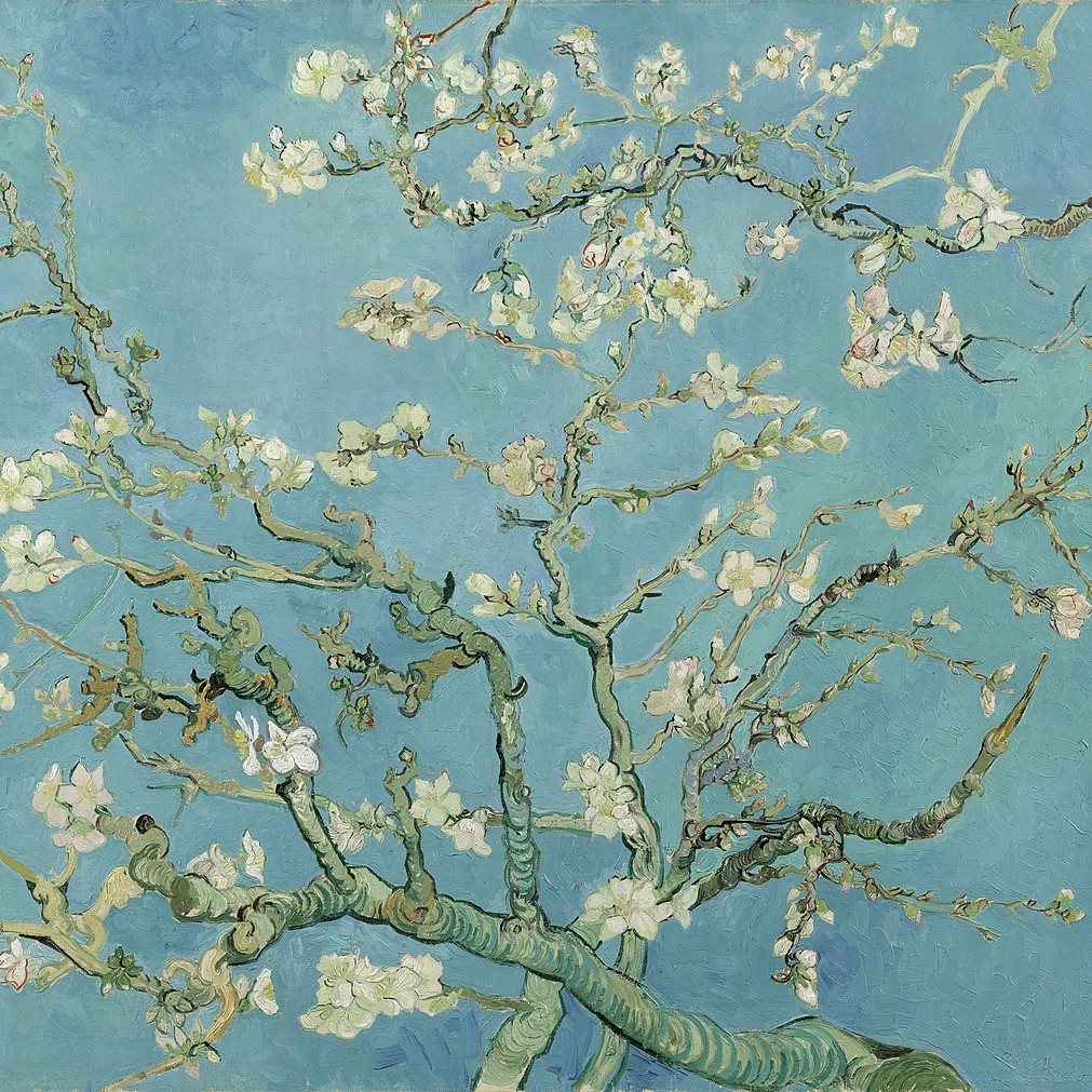 Almond_blossom